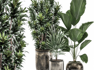 decorative plants in a flowerpot for interior design 532 3D Model
