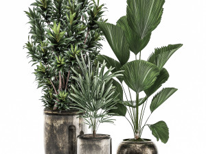 decorative plants in a flowerpot for interior design 532 3D Модель