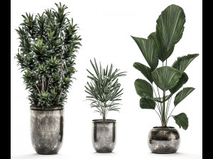 decorative plants in a flowerpot for interior design 532 3D Модель