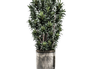 decorative plants in a flowerpot for interior design 532 3D Модель