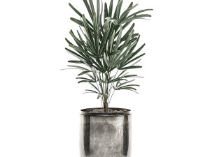 decorative plants in a flowerpot for interior design 532 3D Модель