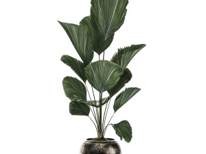 decorative plants in a flowerpot for interior design 532 3D Модель
