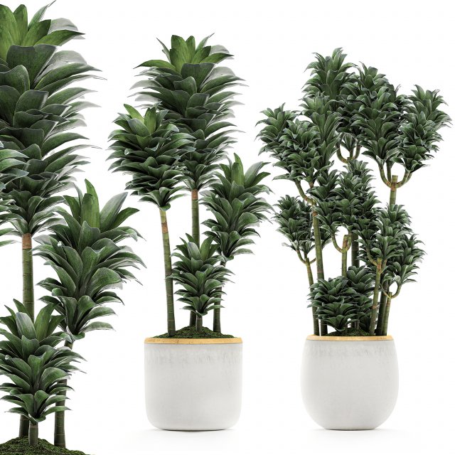 dracena compacta in a flowerpot for interior design 533 3Dモデル .c4d .max .obj .3ds .fbx .stl .blend 
