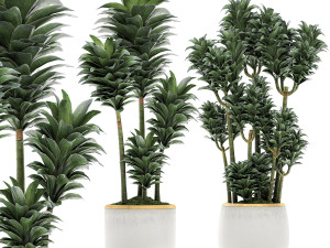 dracena compacta in a flowerpot for interior design 533 Model 3D