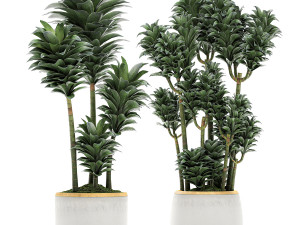 dracena compacta in a flowerpot for interior design 533 3Dモデル