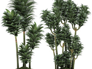 dracena compacta in a flowerpot for interior design 533 3Dモデル