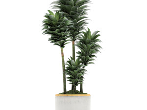 dracena compacta in a flowerpot for interior design 533 3Dモデル