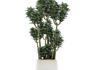 dracena compacta in a flowerpot for interior design 533 3Dモデル