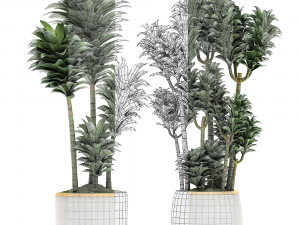 dracena compacta in a flowerpot for interior design 533 3Dモデル