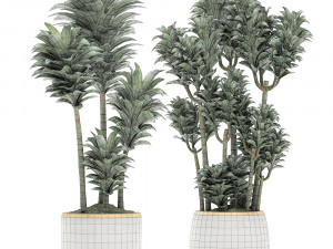 dracena compacta in a flowerpot for interior design 533 3Dモデル