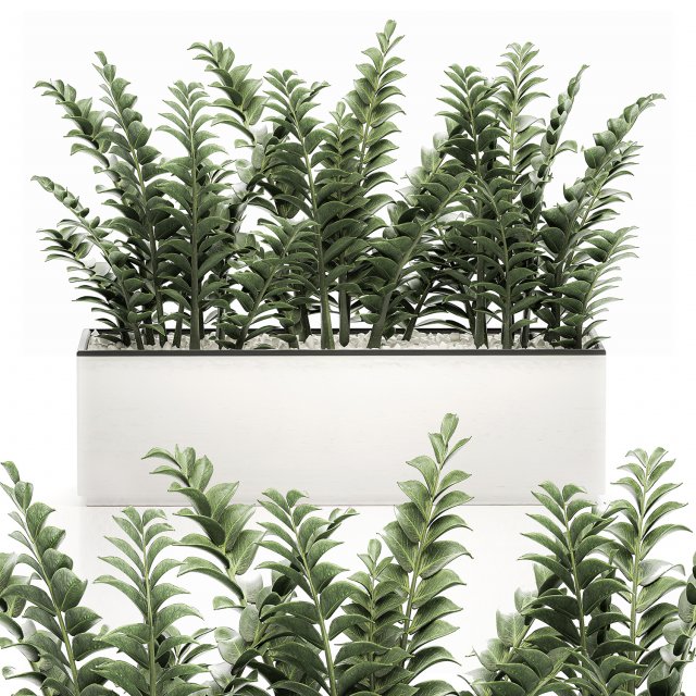 zamioculcas in pots for the interior 534 3D मॉडल .c4d .max .obj .3ds .fbx .stl .blend 