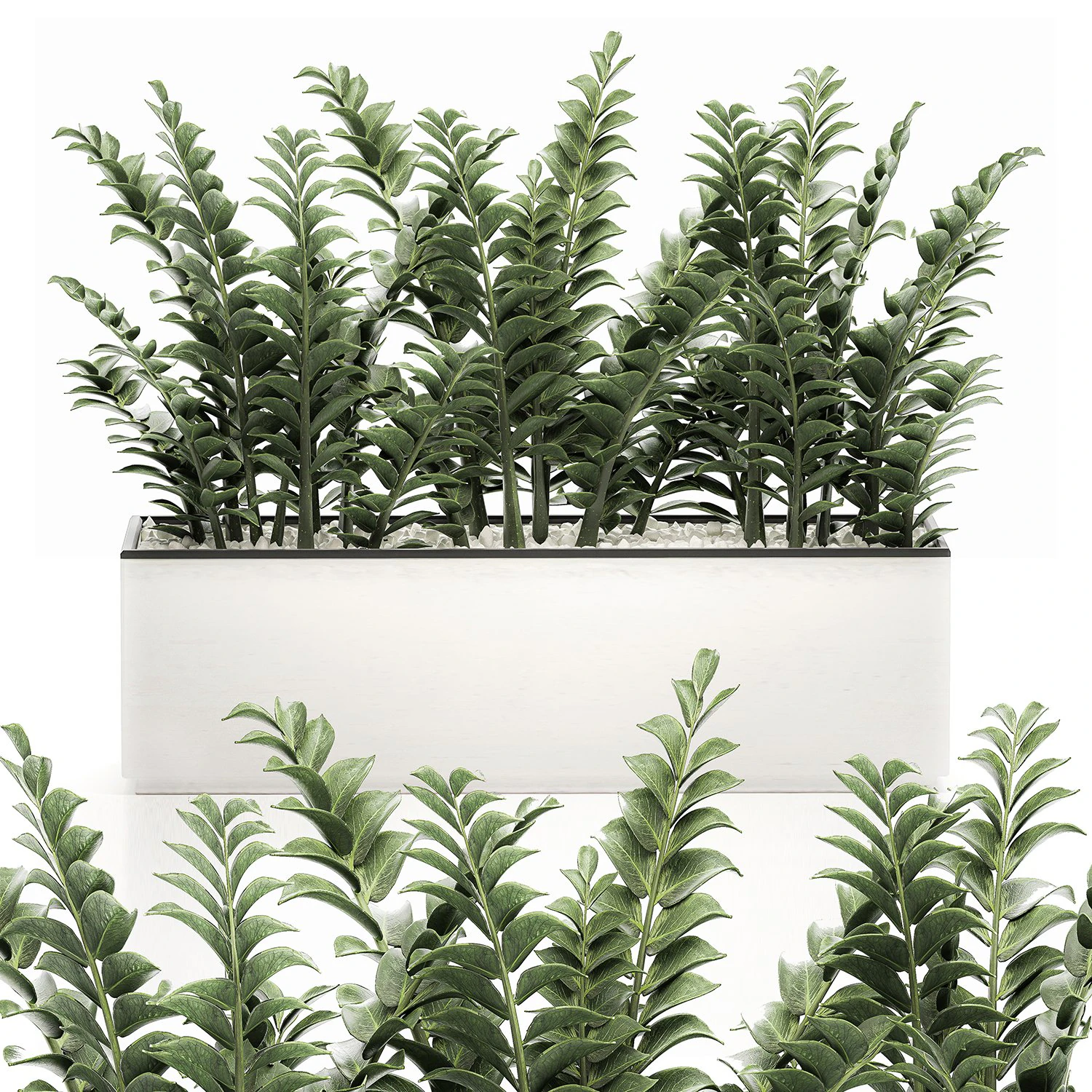 zamioculcas in pots for the interior 534 3D Model .c4d .max .obj .3ds .fbx .stl .blend 