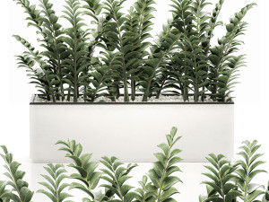 zamioculcas in pots for the interior 534 3Dモデル