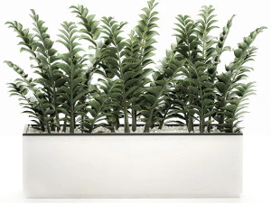 zamioculcas in pots for the interior 534 3D Model