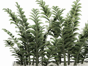 zamioculcas in pots for the interior 534 3D Model