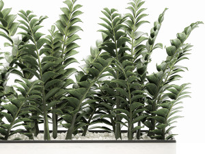zamioculcas in pots for the interior 534 3D मॉडल