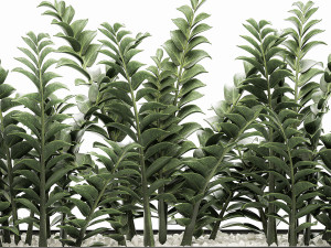 zamioculcas in pots for the interior 534 3D मॉडल