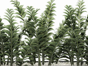 zamioculcas in pots for the interior 534 3D Model