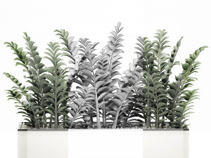 zamioculcas in pots for the interior 534 3D मॉडल