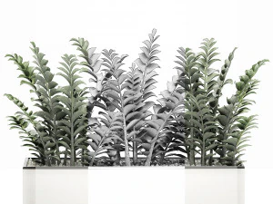 zamioculcas in pots for the interior 534 3D Model
