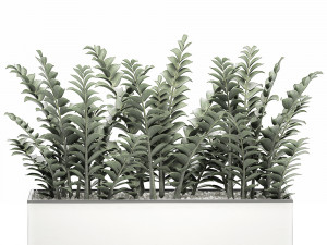zamioculcas in pots for the interior 534 3D मॉडल