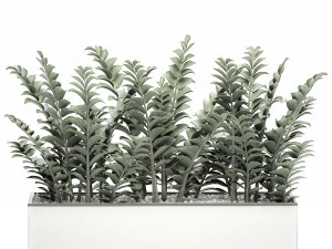 zamioculcas in pots for the interior 534 3D Model