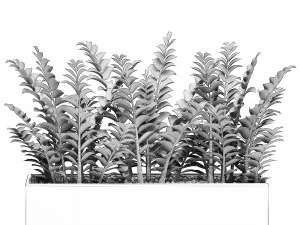 zamioculcas in pots for the interior 534 3D Model