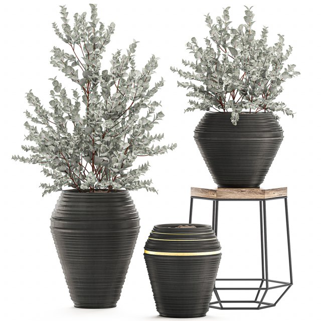 eucalyptus bush in a flowerpot for interior design 535 3D-Modell .c4d .max .obj .3ds .fbx .stl .blend 