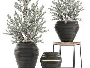 eucalyptus bush in a flowerpot for interior design 535 3D 모델
