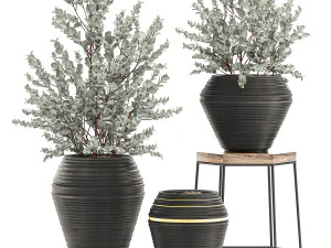 arbusto de eucalipto em vaso para design de interiores 535 Modelo 3D