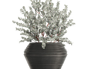eucalyptus bush in a flowerpot for interior design 535 3D-Modell