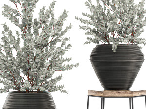 eucalyptus bush in a flowerpot for interior design 535 3D-Modell