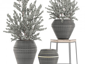 eucalyptus bush in a flowerpot for interior design 535 3D-Modell