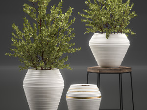 eucalyptus bush in a flowerpot for interior design 536 3D Model