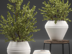 eucalyptus bush in a flowerpot for interior design 536 3D 模型