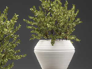 eucalyptus bush in a flowerpot for interior design 536 3D 模型