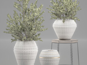 eucalyptus bush in a flowerpot for interior design 536 3D 模型
