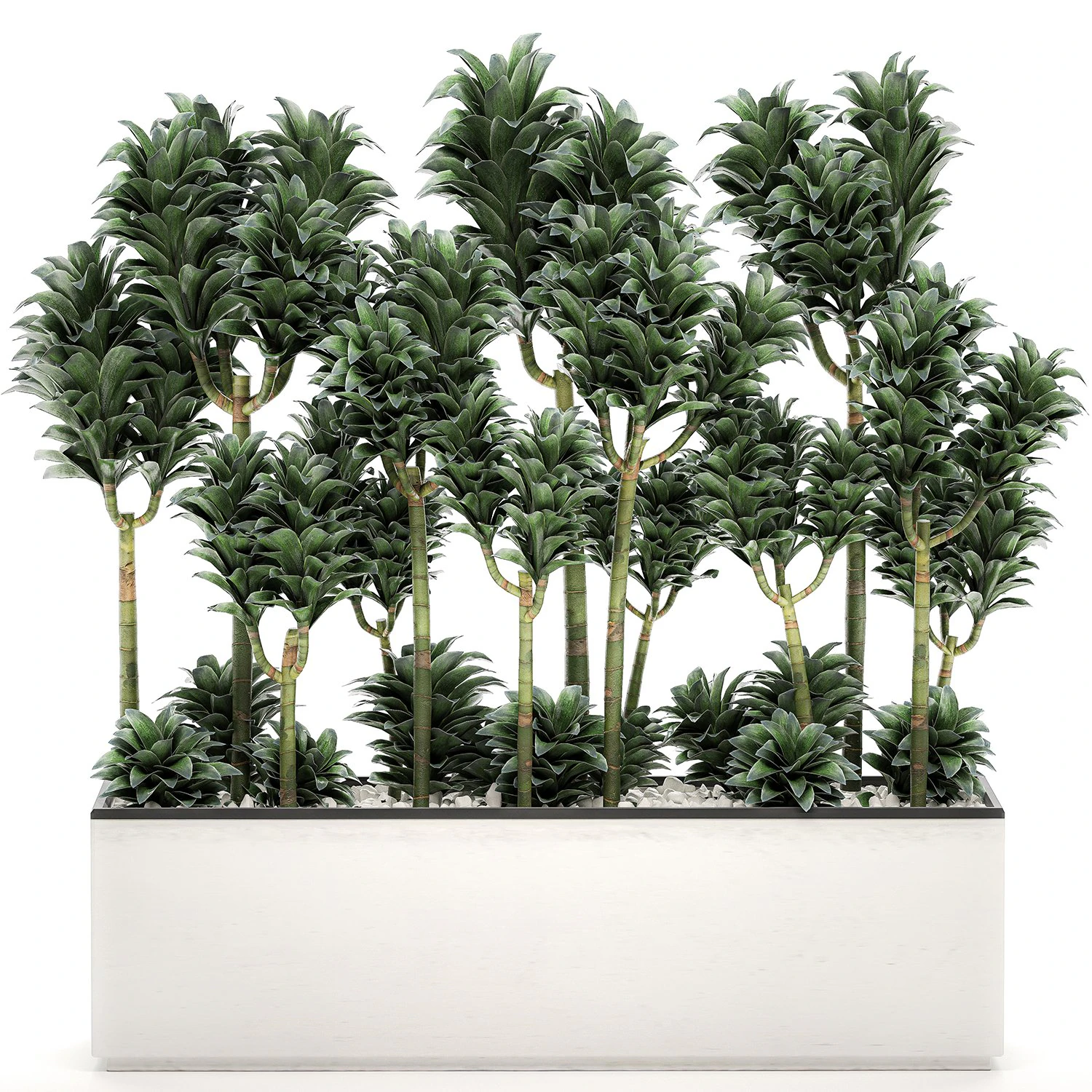 dracena compacta in a flowerpot for interior design 537 3D Model .c4d .max .obj .3ds .fbx .stl .blend 