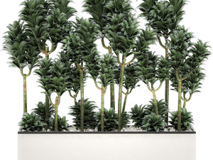 dracena compacta in a flowerpot for interior design 537 Model 3D