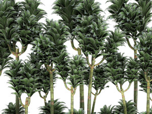 dracena compacta in a flowerpot for interior design 537 3D Model