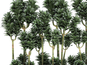 dracena compacta in a flowerpot for interior design 537 3D Model