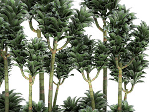dracena compacta in a flowerpot for interior design 537 3D Model