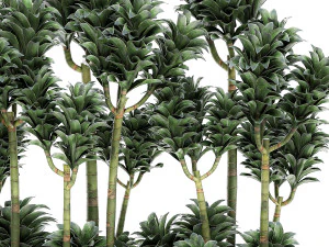 dracena compacta in a flowerpot for interior design 537 3D Model