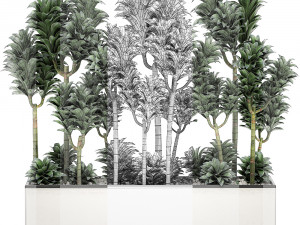 dracena compacta in a flowerpot for interior design 537 3D Model