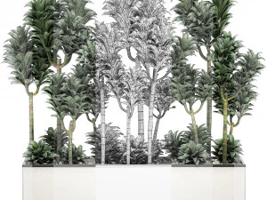 dracena compacta in a flowerpot for interior design 537 3D Model