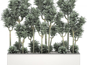 dracena compacta in a flowerpot for interior design 537 3D Model
