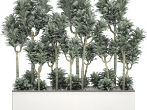 dracena compacta in a flowerpot for interior design 537 3D Model