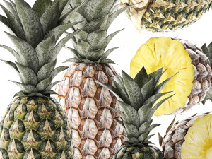 pineapple fruit set 3D Model