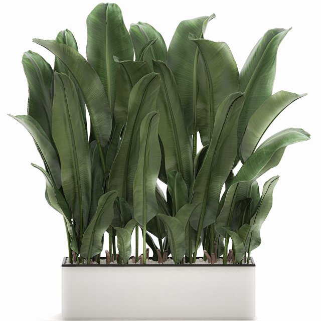 decorative banana in a white flowerpot 539 3D मॉडल .c4d .max .obj .3ds .fbx .stl .blend 