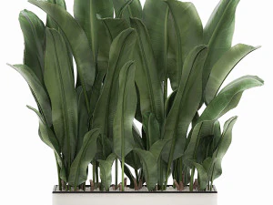 dekoracyjny banan w białej doniczce 539 Model 3D